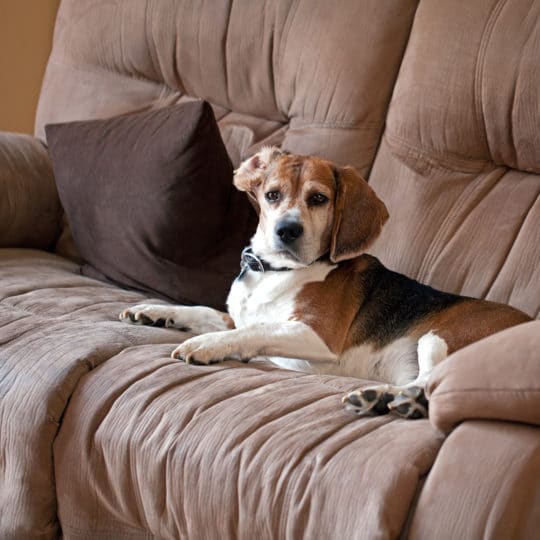 What's the best way to clean a brown suede leather couch that smells very  badly from a dog? How can I get the stink out? - Quora